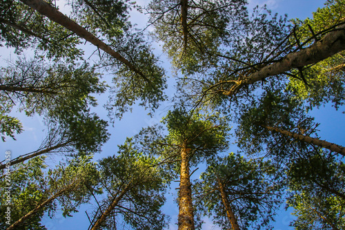 Bild auf Leinwand Green tops of pines from bottom to top