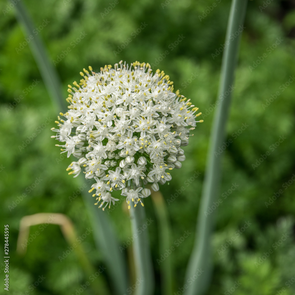 White flower onion batun close-up growing on the garden in summer. White flower onion batun close-up growing on the garden in summer.