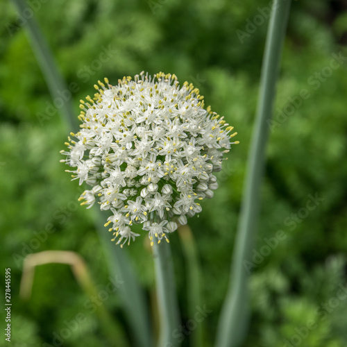 White flower onion batun close-up growing on the garden in summer.