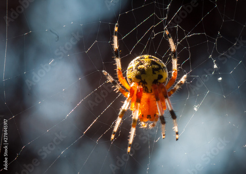 spider on a web