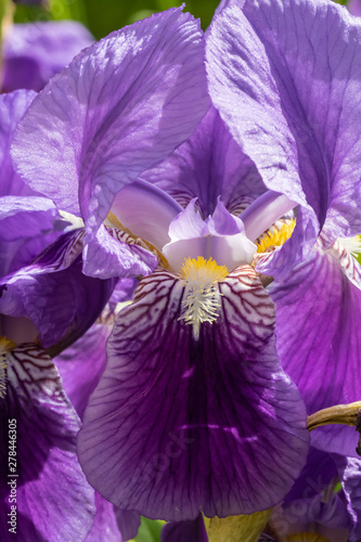 Fototapeta Naklejka Na Ścianę i Meble -  Iris violet