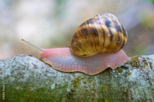 mature snail on fig tree