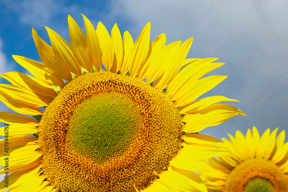 Closeup of a sunflower against a blue sky. Organic and natural flower background. Closeup of a sunflower against a blue sky. Organic and natural flower background.