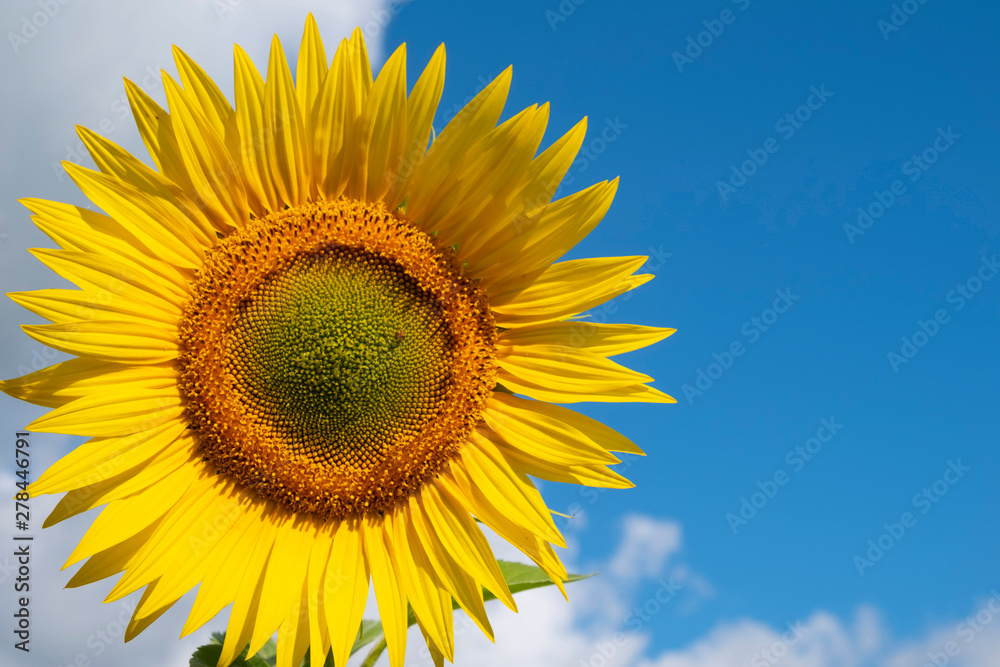 The structure of the sunflower against the blue sky. floral background. Organic products. Agriculture. The structure of the sunflower against the blue sky. floral background. Organic products. Agriculture.