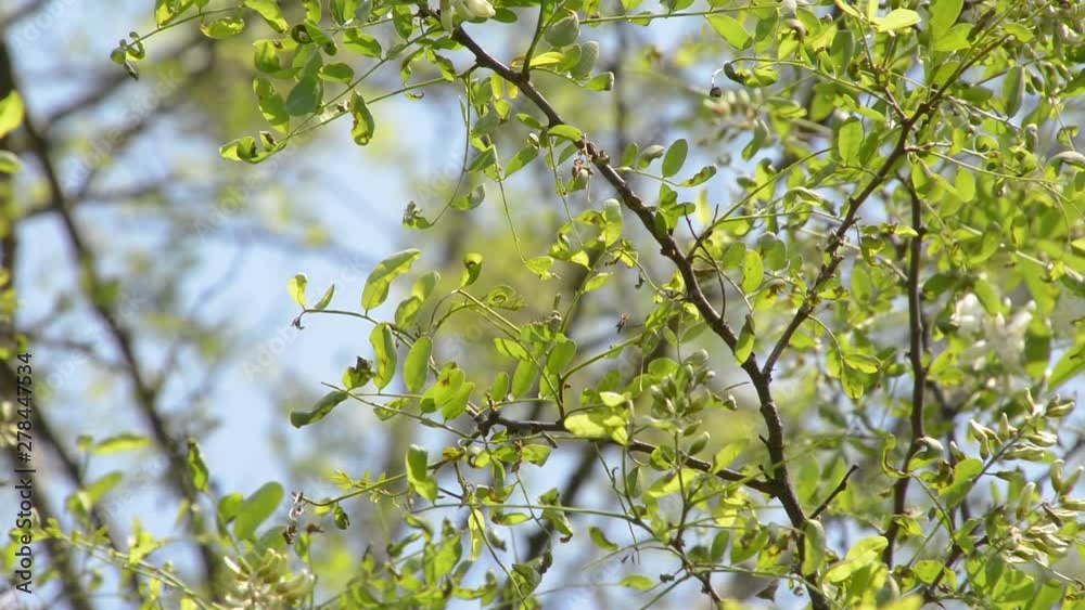 Leaves swinging in light breeze during summer Leaves swinging in light breeze during summer
