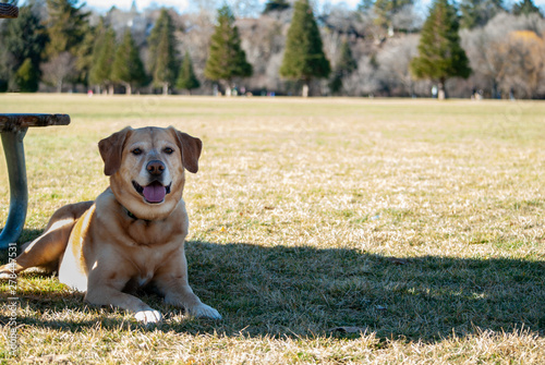 dog in the park