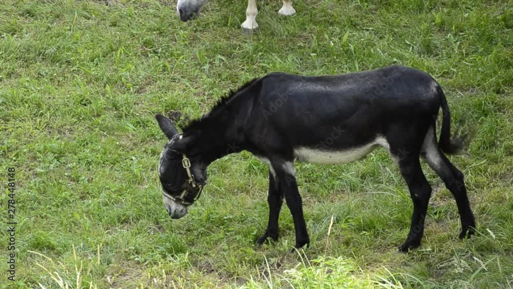 A donkey in captivity moves in the meadow enclosed by its owners. Wear a blinker to protect him from the annoying flies that buzz around him constantly. A donkey in captivity moves in the meadow enclosed by its owners. Wear a blinker to protect him from the annoying flies that buzz around him constantly.