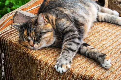 Cute cat resting in the sun. Beautiful coat color cat. Pet. Care and care for your beloved pet.