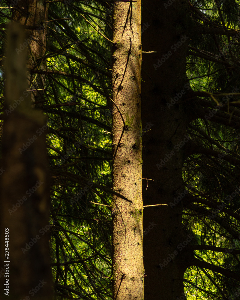 Fototapeta premium tree in the forest