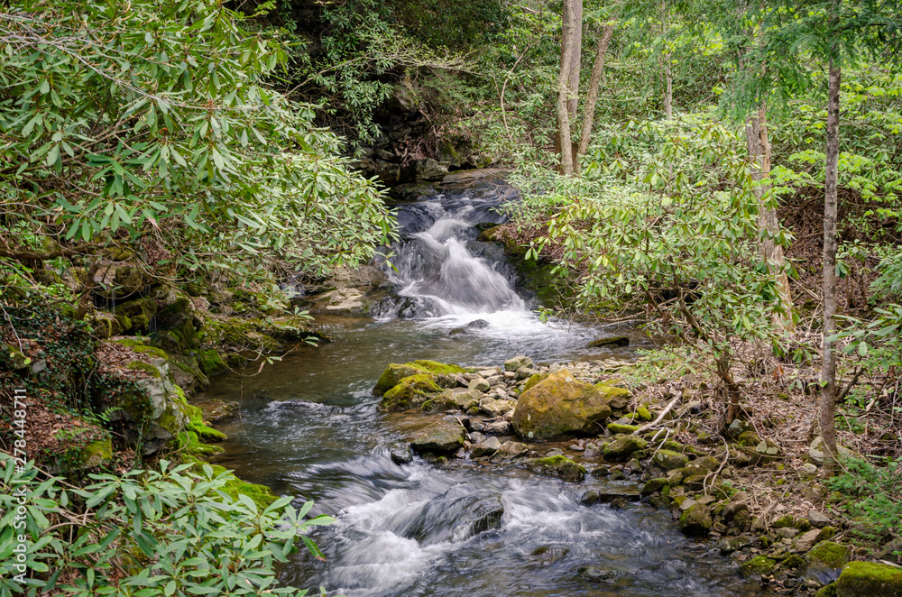 Fototapeta premium waterfall in forest
