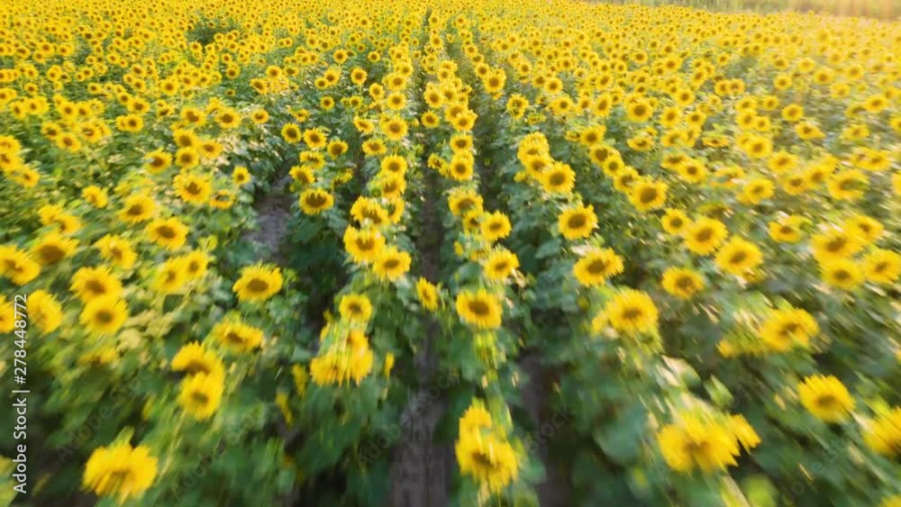 Aerial view of the sunflowers field. Flying over sunflowers at sunset. Low angle shot Aerial view of the sunflowers field. Flying over sunflowers at sunset. Low angle shot