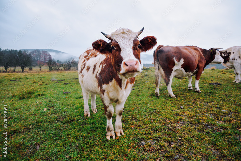 Black and Brown Cows looking at camera. Cow in the field. Black and Brown Cows looking at camera. Cow in the field.