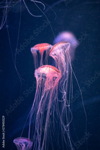 Fotografia glowing jellyfish chrysaora pacifica underwater