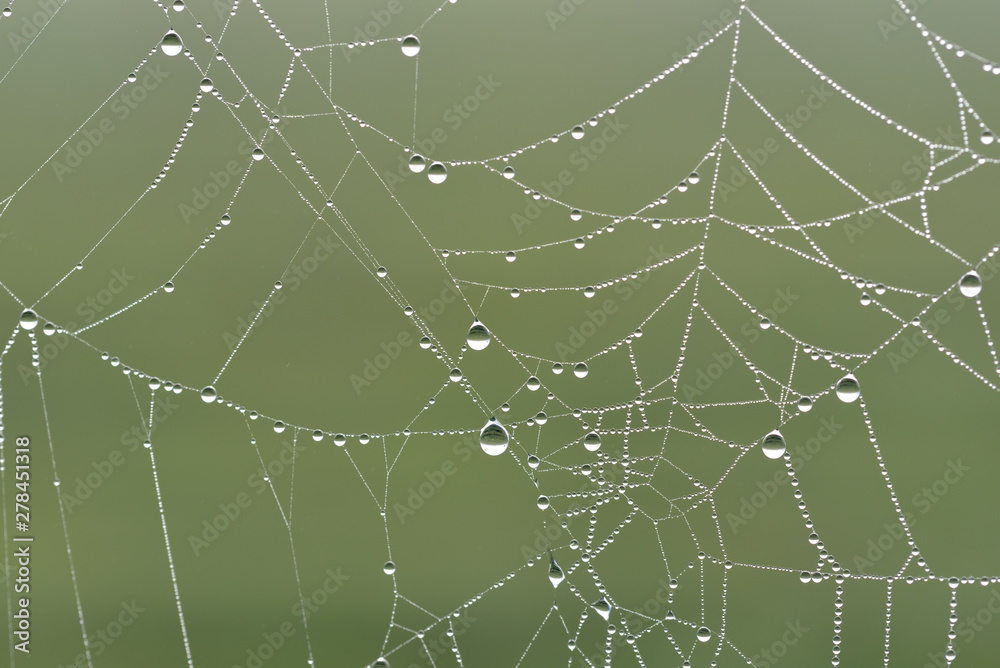 Spider web in spring with drops of water Spider web in spring with drops of water