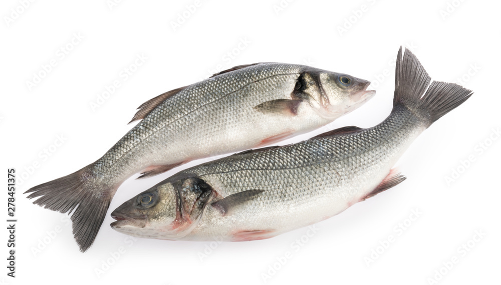 seabass fish isolated on white background seabass fish isolated on white background