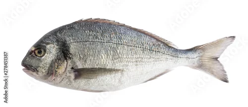 Panel kuchenny z motywem dorado fish isolated without shadow