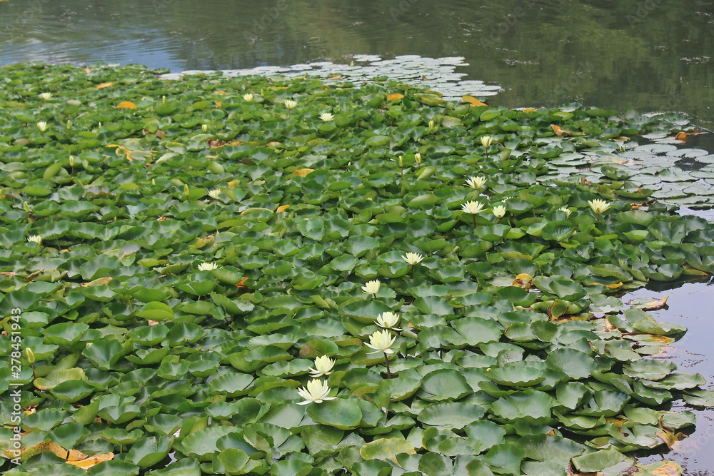 Obraz premium 연꽃 스톡사진