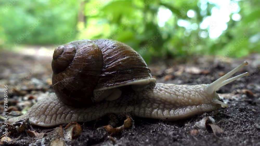 Snail in the sink crawls along the ground into the green grass. Close-up. Snail in the sink crawls along the ground into the green grass. Close-up.