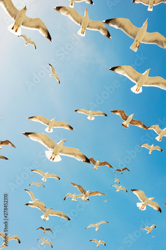 Group of seagulls over sea © Andrii Vergeles