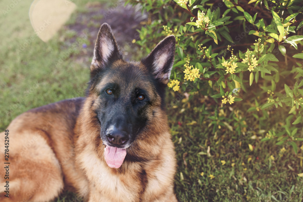 German Shepherd Dog outside on a beautiful evening German Shepherd Dog outside on a beautiful evening