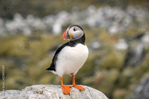 Young puffin standing on a rock, Farne Islands, Great Britain © Lori Labrecque