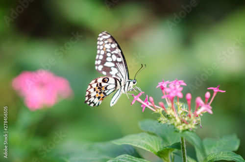 Big butterfly on flower