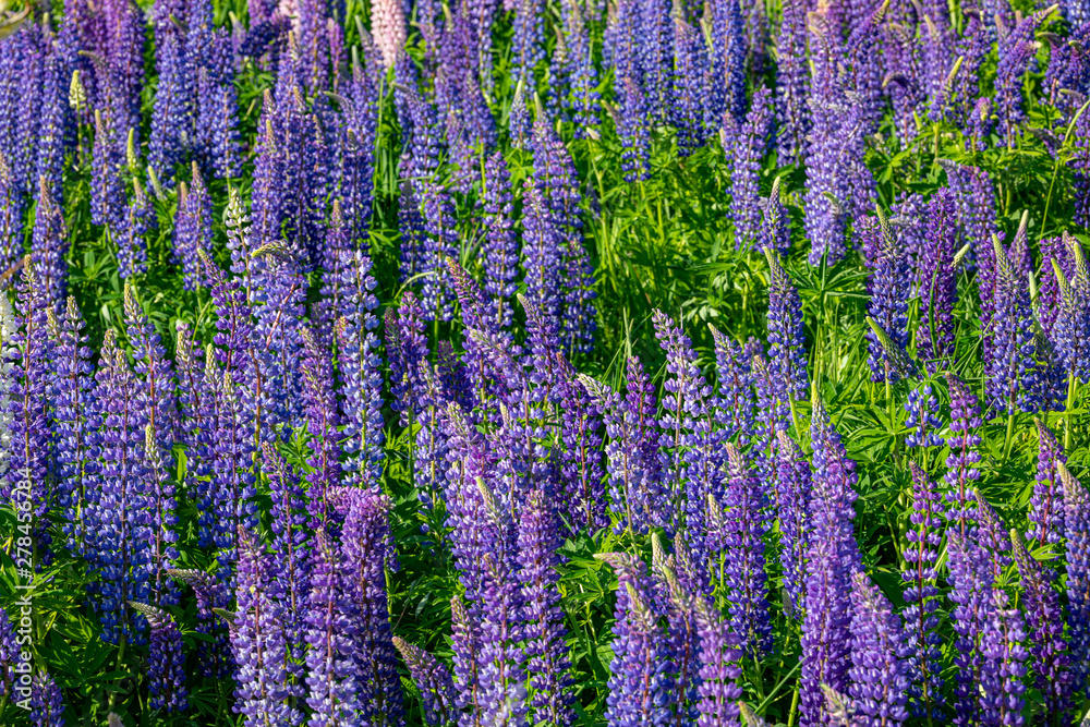Lupinus polyphyllus (Lupine) on MN North Shore Lupinus polyphyllus (Lupine) on MN North Shore