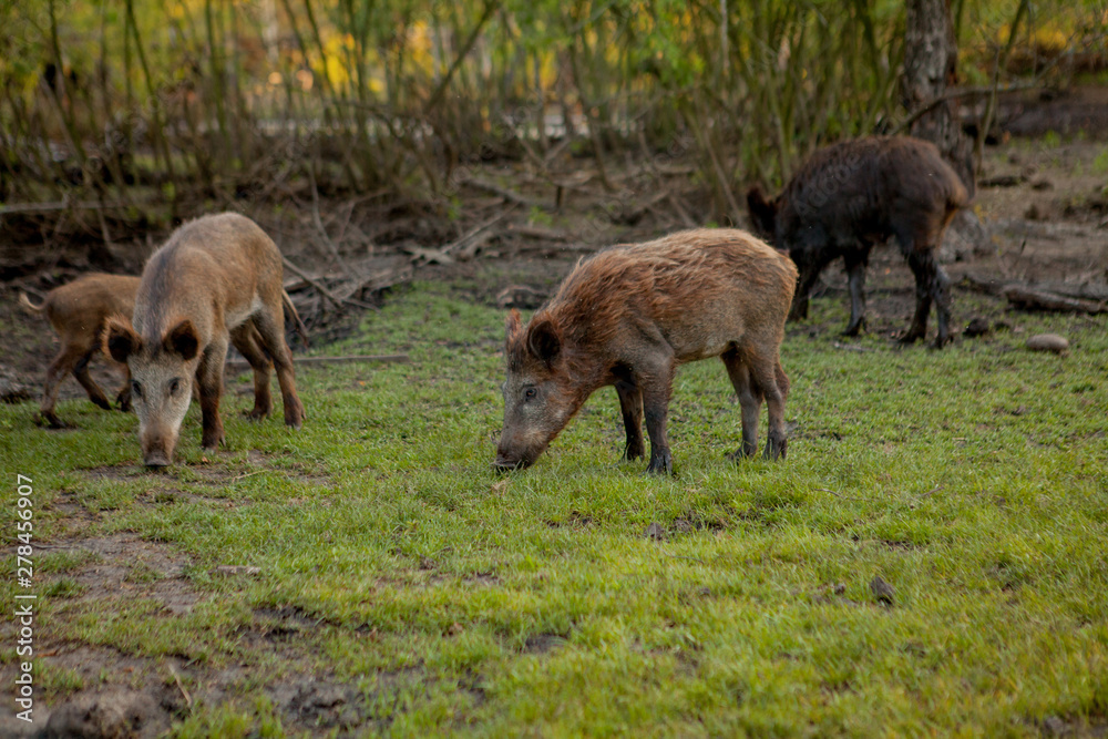Family Group of Wart Hogs Grazing Eating Grass Food Together. Family Group of Wart Hogs Grazing Eating Grass Food Together.