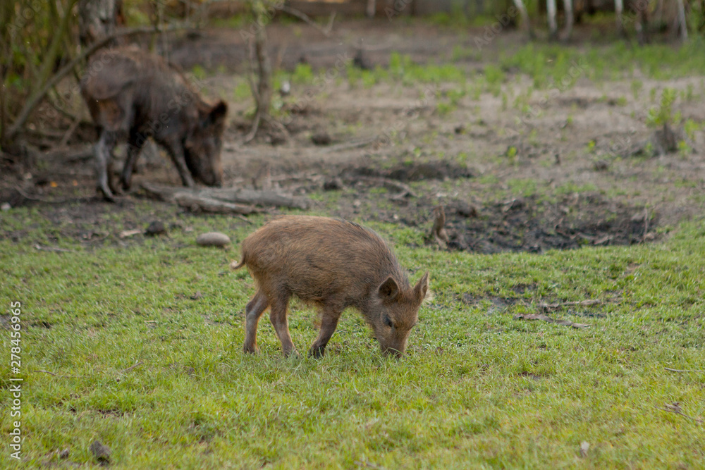 Fototapeta premium Family Group of Wart Hogs Grazing Eating Grass Food Together.