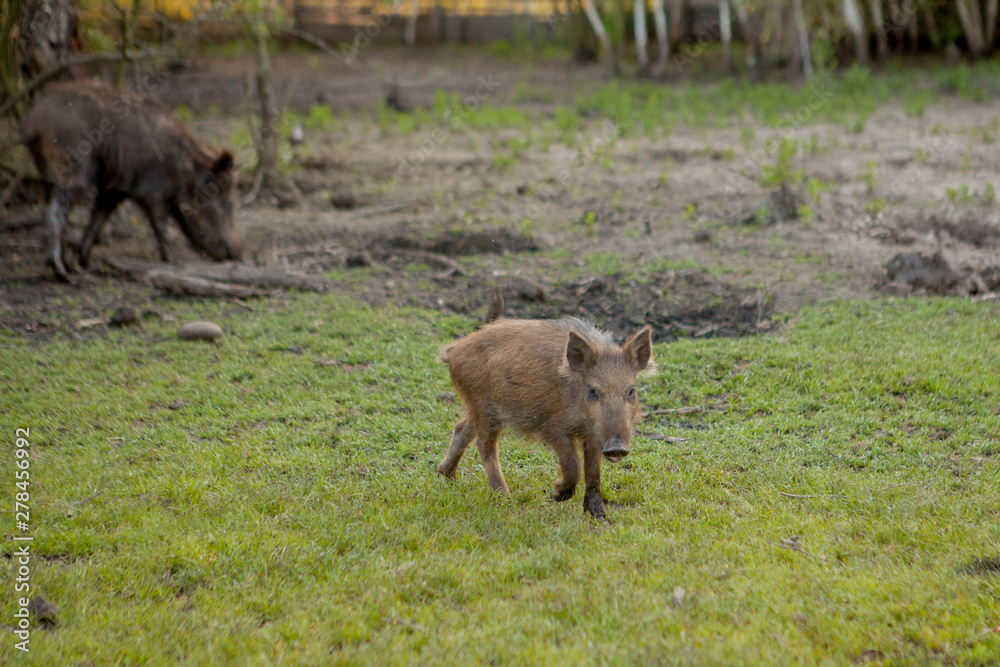 Family Group of Wart Hogs Grazing Eating Grass Food Together. Family Group of Wart Hogs Grazing Eating Grass Food Together.