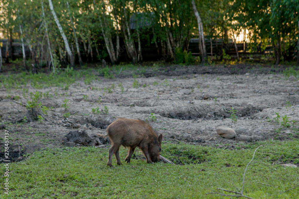 Fototapeta premium Wild small pig contentedly grazing on grass