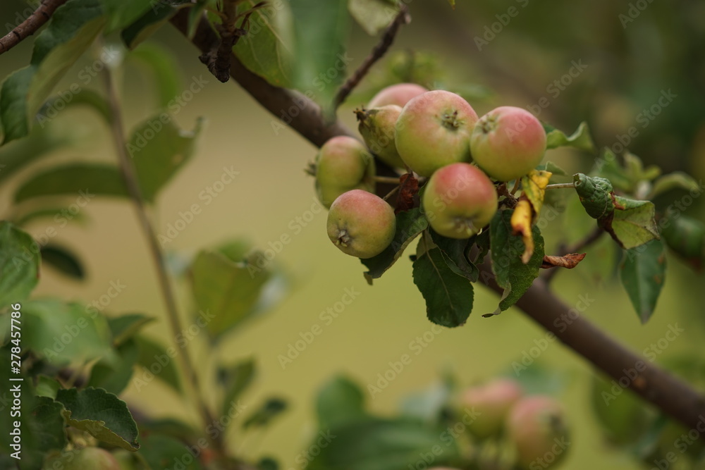 apple tree with ripening fruits and green leaves, summer orchard, healthy food apple tree with ripening fruits and green leaves, summer orchard, healthy food