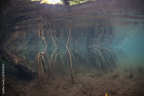 Mangrove prop roots reach towards the shallow seafloor in Raja Ampat, Indonesia. Mangrove forest are ecologically important as nurseries for fish and invertebrates and act as coastal buffers. © ead72