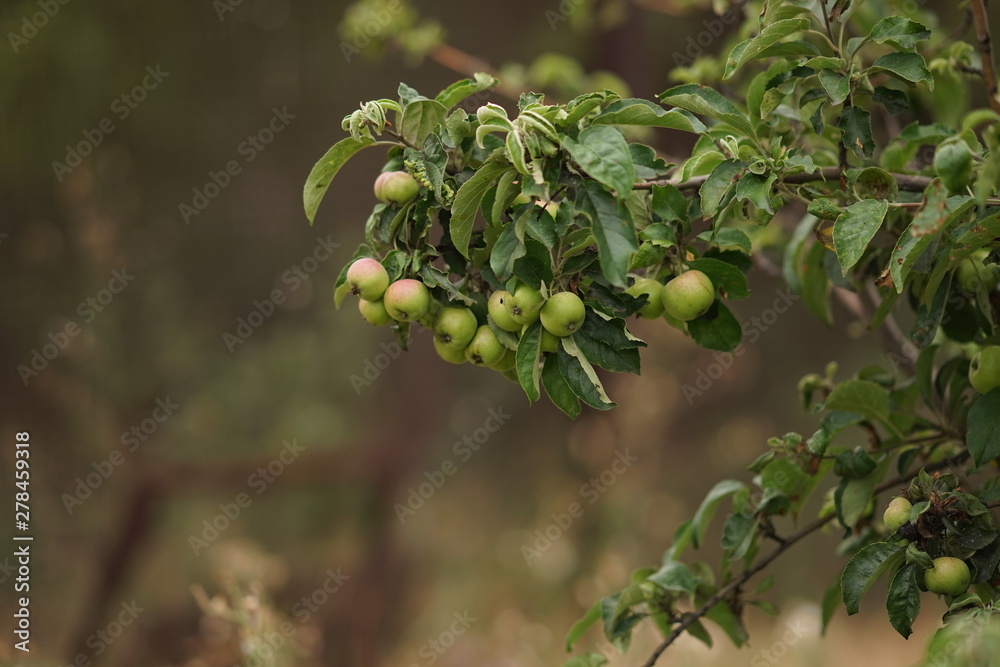 apple tree with ripening fruits and green leaves, summer orchard, healthy food apple tree with ripening fruits and green leaves, summer orchard, healthy food