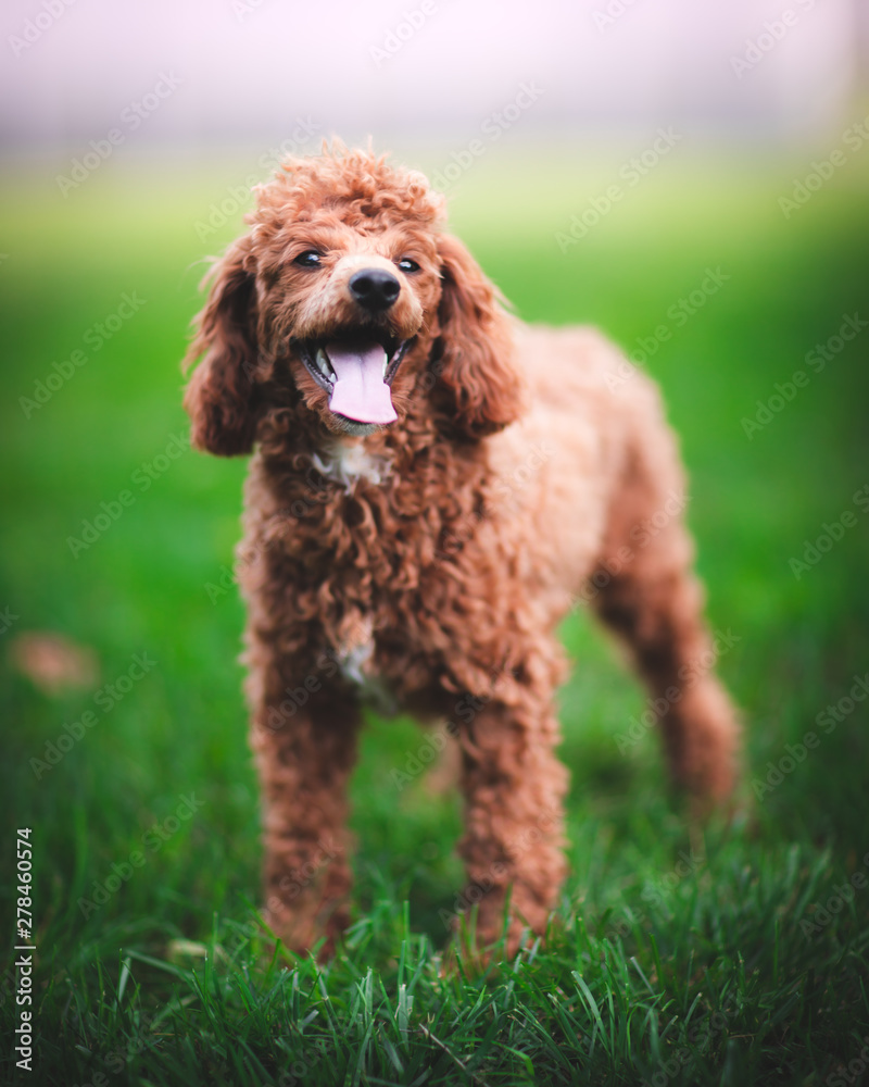 Panting Poodle