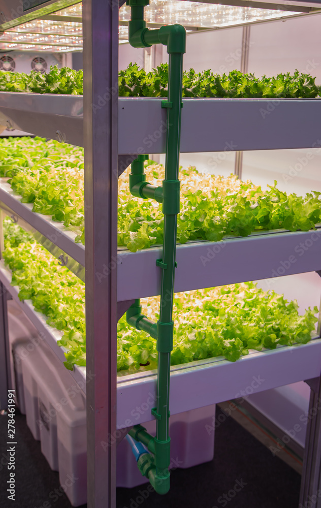 Fototapeta premium Organic vegetable in indoor aquaponic or hydroponic vertical farming with LED lighting. Food industry