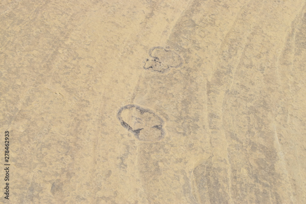 Obraz premium Dinosaur Footprints