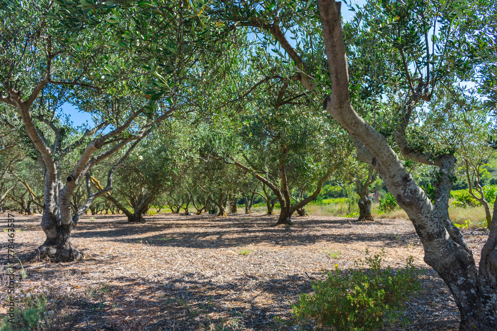 Olive orchard or grove with old olive trees on stony mediterranean soil in summer. Farming or agriculture on Vis island, Croatia, Europe Olive orchard or grove with old olive trees on stony mediterranean soil in summer. Farming or agriculture on Vis island, Croatia, Europe