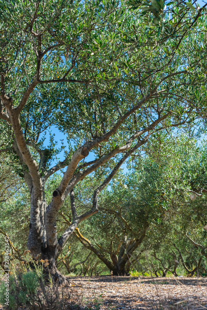 Olive orchard or grove with old olive trees on stony mediterranean soil in summer. Farming or agriculture on Vis island, Croatia, Europe Olive orchard or grove with old olive trees on stony mediterranean soil in summer. Farming or agriculture on Vis island, Croatia, Europe