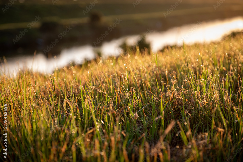 Dew On Grass At Sunrise