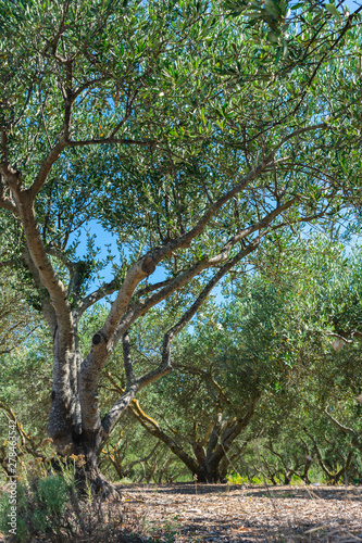 Olive orchard or grove with old olive trees on stony mediterranean soil in summer. Farming or agriculture on Vis island  Croatia  Europe