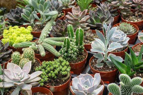 Fototapeta Naklejka Na Ścianę i Meble -  Close-up of succulent potted plants and cacti
