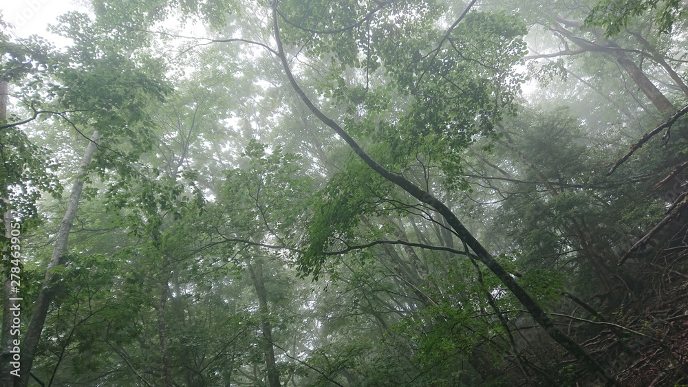 Naklejka premium 霧が立ち込める森