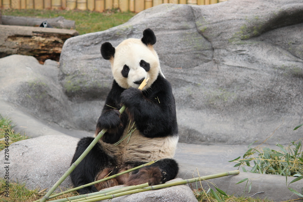 Obraz premium Giant panda is having a bamboo meal