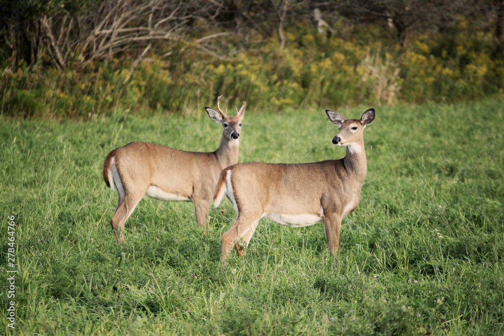 Deer family