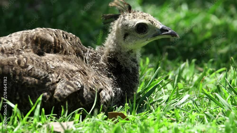 Close up shot of baby peacock peacock on meadow