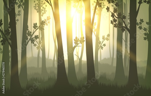Tree trunks sunset background