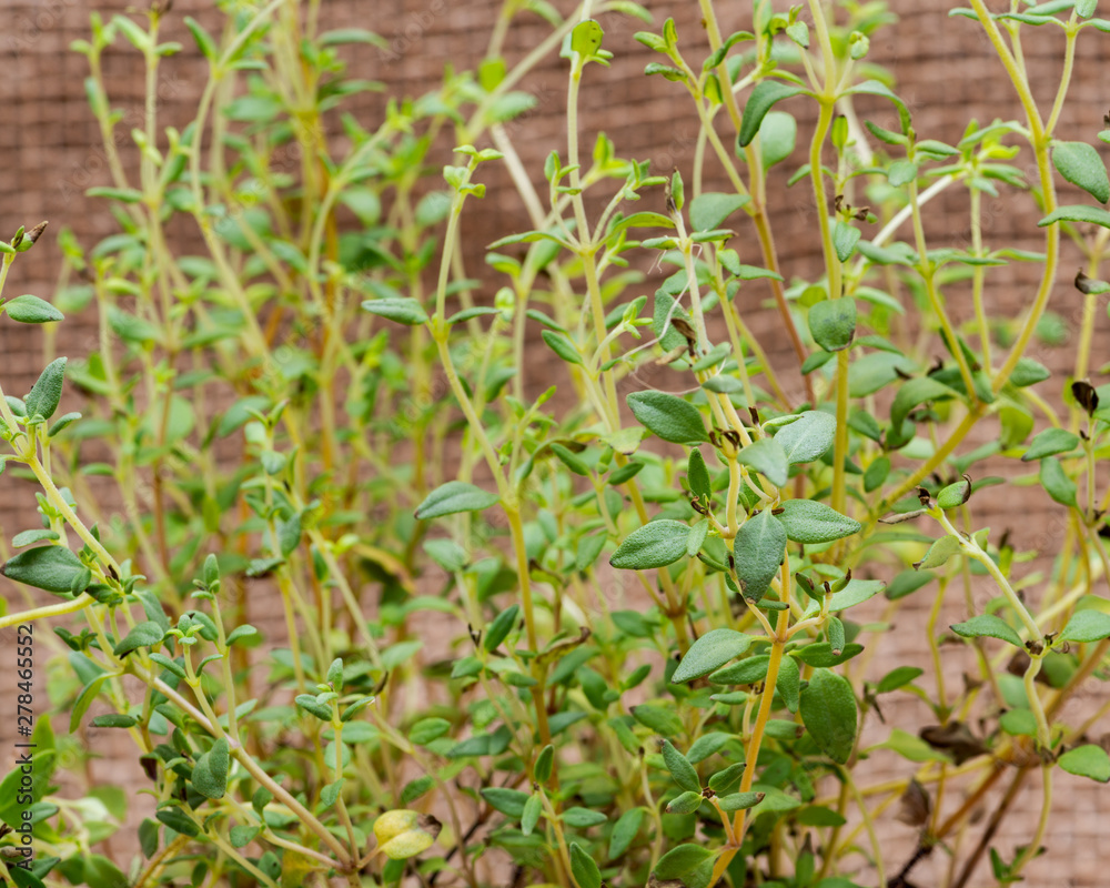 Organic Thyme Plant stalks and leaves   isolated on natural burlap background. Thymus vulgaris in the mint family Lamiaceae.