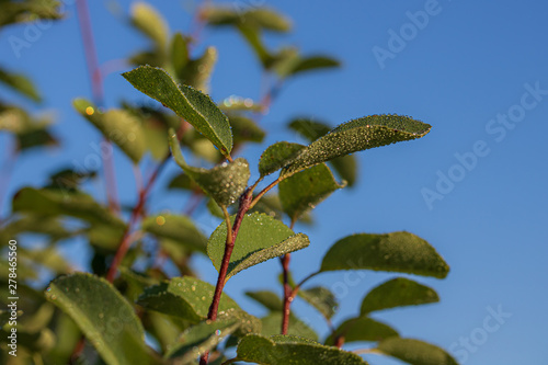 Dew drops on serviceberry tree leaves