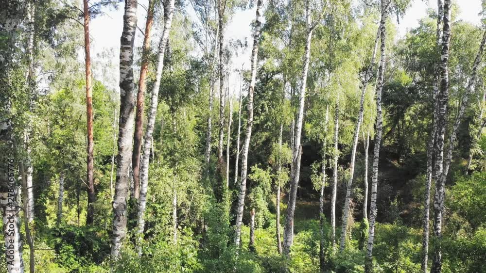 The camera flies among the trees in a dense wild forest. Summer morning. The camera flies among the trees in a dense wild forest. Summer morning.